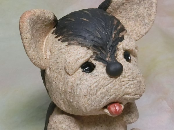 画像5: ヨークシャーテリア (5)