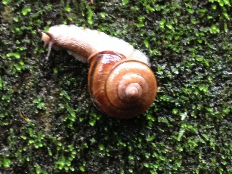 大きなカタツムリを発見しました。