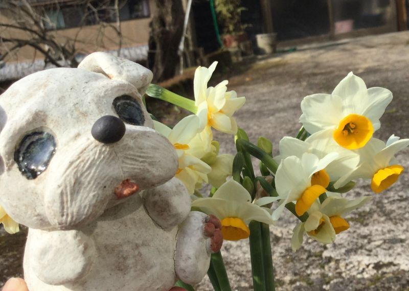 やっと、お花のシリーズの写真が撮れました